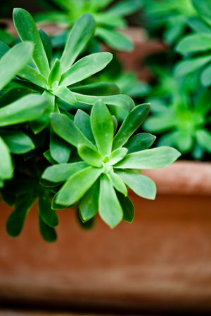 Green succulent plant closeup on ceramic pot with copy space.の写真素材