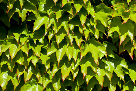 Green leaves pattern background. Natural background and wallpaper.