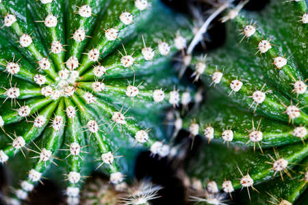 Cactus macro image, selective focus. Green succulets closeup.の写真素材