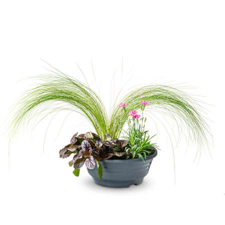 Floral composition for garden table on white backgroundの写真素材