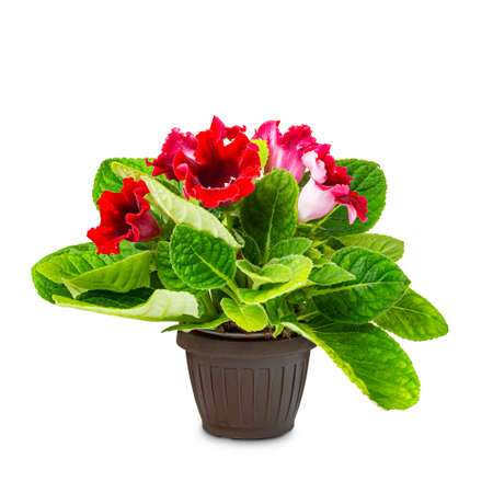 Indoor plant Gloxinia in a flower pot on white backgroundの写真素材