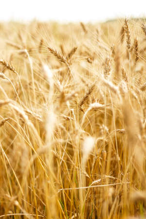 Ripening ears of wheat fieldの写真素材