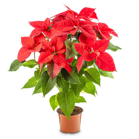 Red poinsettia plant in plastic pot on white backgroundの写真素材