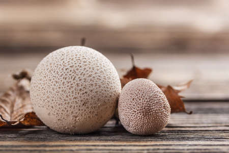 Common puffball on old wooden backgroundの写真素材