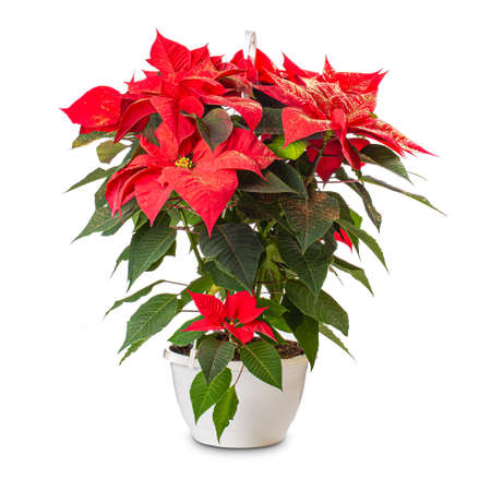Red Poinsettia Flower, Euphorbia Pulcherrima, on white backgroundの写真素材