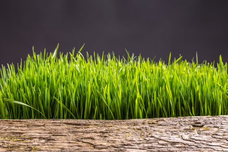 Wooden pattern mix with green grass