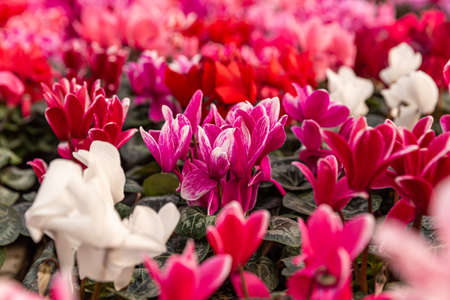 Pink and white cyclamen blooming in greenhouse, Nature floral backgroundの写真素材