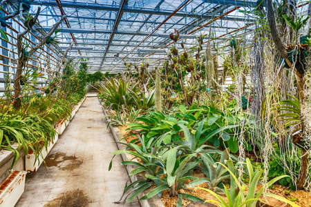 Interior botanic glasshouse building, greenhouse complexの写真素材
