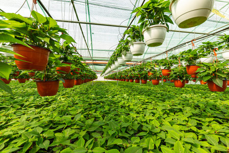 Poinsettia pulcherrima plants in greenhouse farm. Plants nursery in a greenhouse.