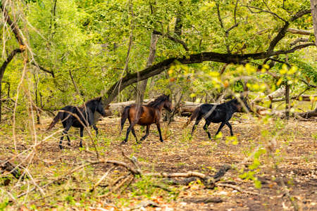 Wild horses in Letea forest from Danube Delta in Romaniaの写真素材