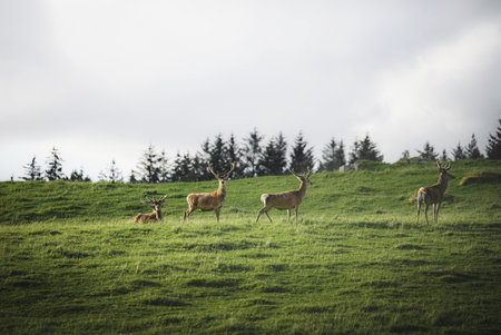 A herd of deer in a fieldの素材