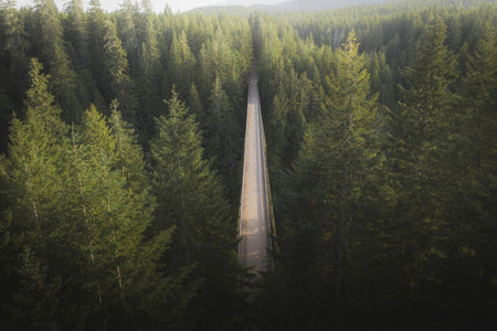 Bridge over a river in a forestの素材