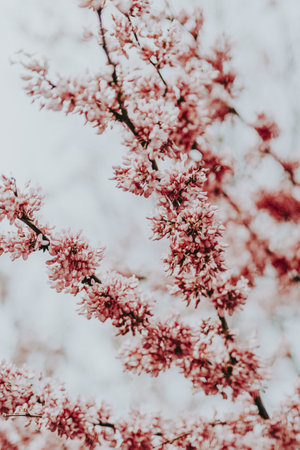 Beautiful cherry blossom in the parkの素材