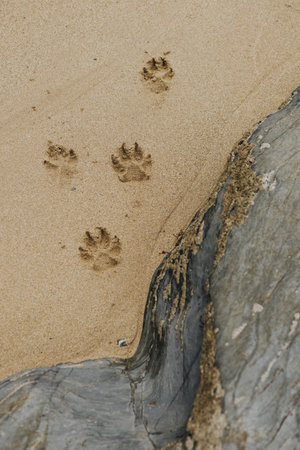 Cute paw prints on the sandの素材