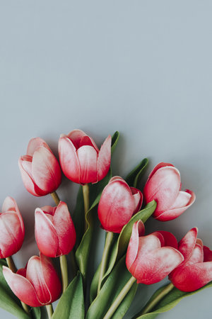 Red and white tulip on blank blue backgroundの素材