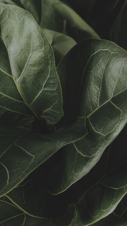 Close up of a Fiddle-leaf fig plantの素材