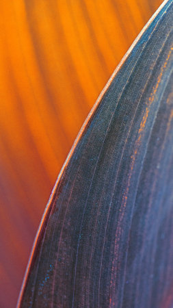 Close up of Cigar flower leavesの素材