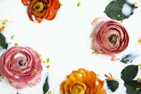 Flat lay beautiful buttercup flowers and leaves in milk bathの素材