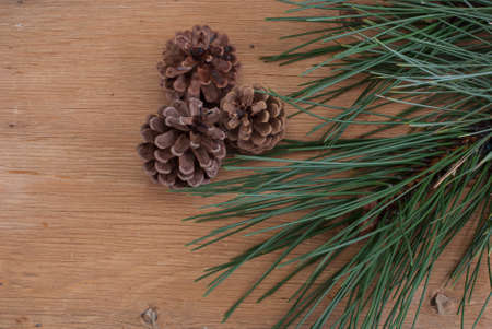 background with a pine branch on a wooden textureの写真素材
