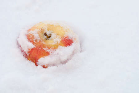 ripe apple lying on the snowy carpetの写真素材