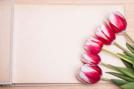 red tulips on the background of an empty photo albumの写真素材