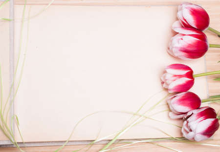 red tulips on the background of an empty photo albumの写真素材