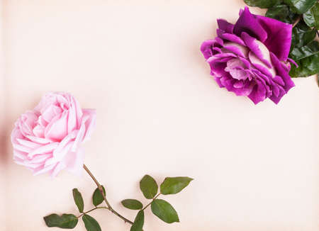 flower rose on the background of old paperの写真素材