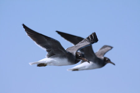 two seagulls