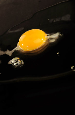 Fresh egg                               の写真素材