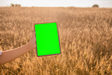 Green screen tablet on the wheat field background. Chroma key. Harvest fieldの写真素材