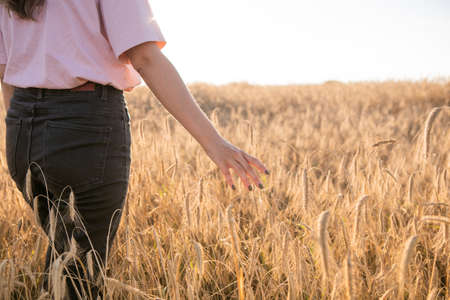 Girl in wheat field, girls hand and wheat spikelets, sunset on fieldの写真素材