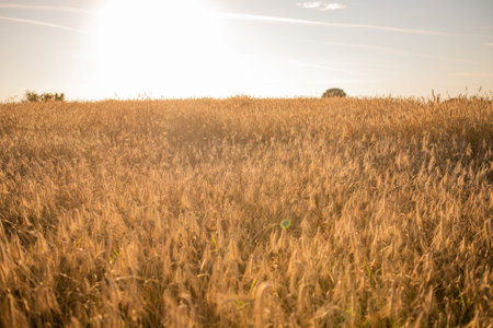 Rich harvest Concept. Beautiful Agricultural Field Sunset Landscape. Rural nature scenery background of ripening ears of meadow wheat.の写真素材