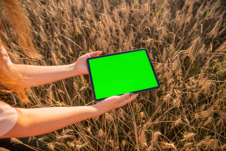 Green screen tablet on the wheat field background. Chroma key. Harvest fieldの写真素材