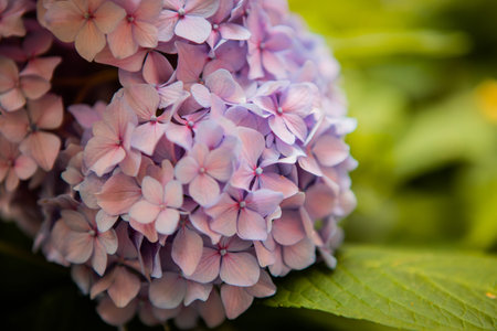 Hydrangea flower. Hydrangea macrophylla blooming in spring and summer in a garden. Close-up Purple...