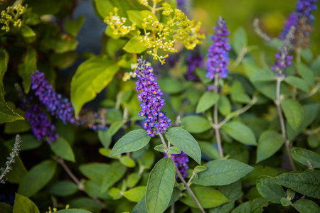 The buddleja davidii bush is blooming in the gardenの写真素材