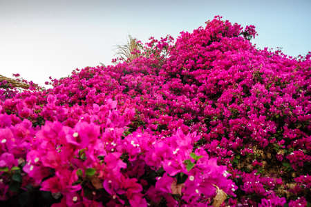 red flowers wall background pattern view tropical locationの写真素材