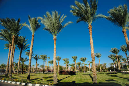 palms blue sky green trees tropical location beautiful viewの写真素材