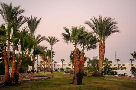 night in paradise palm arab style egypt tropical location palmの写真素材