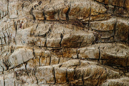 wood background palm treeの写真素材