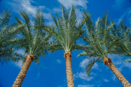 palms green blue sky tropical view backgroundの写真素材