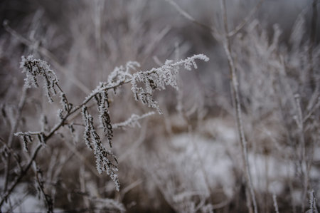 frozen forest white snow ice very cold winter