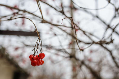 Branch with bunches of rowan berries under snow in the winter. A beautiful red and white winter background. Sorbus aucupariaの写真素材