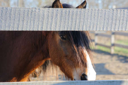 Red horse closeup small depth of field nice viewの写真素材