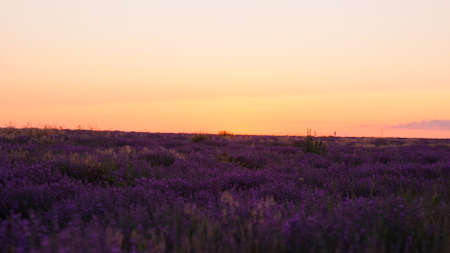 Beautiful field of blooming lavender in the summer at sunset.の写真素材