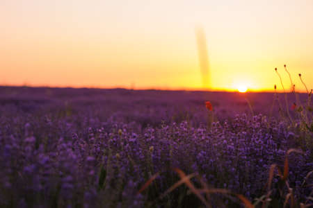 Beautiful field of blooming lavender in the summer at sunset.の写真素材