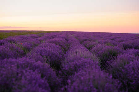 Beautiful field of blooming lavender in the summer の写真素材