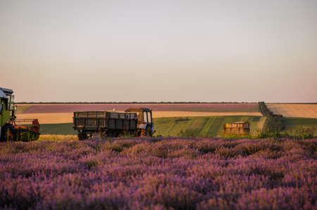 Doble field : lavander and wheat. Combine Harvesters cutting wheat, Summer Landscape of endless Fields under blue sky sunset. の写真素材