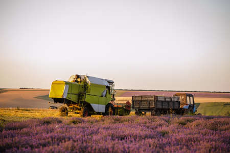 Doble field : lavander and wheat. Combine Harvesters cutting wheat, Summer Landscape of endless Fields under blue sky sunset. の写真素材