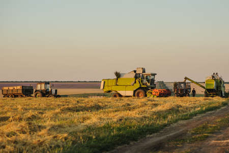 Combine Harvesters cutting wheat, Summer Landscape of endless Fields under blue sky with out clouds and deposited in a tractorの写真素材