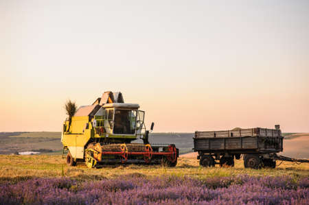 Doble field : lavander and wheat. Combine Harvesters cutting wheat, Summer Landscape of endless Fields under blue sky sunset. の写真素材